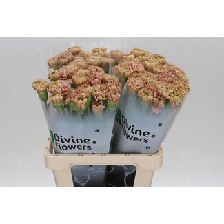 Freshy Hollandse Anjer “Babylon” | Kleur: Bruin Roze | Lengte ± 60 centimeter | Per 20 verse bloemen