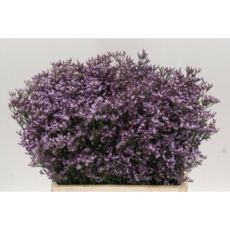 Freshy Limonium Safora “Lilac” | Kleur: Paars | Lengte ± 60 centimeter | Per 25 stelen verse bloemen