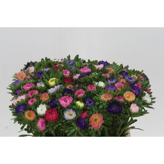 Freshy Callistephus Mixed | Colour: Mixed Colours | Length ± 40 centimetre | Per 50 fresh flowers