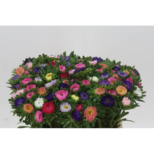 Callistephus Mixed | Colour: Mixed Colours | Length ± 40 centimetre | Per 50 fresh flowers