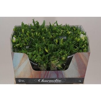 Freshy Alstroemeria Fl “Charme Blanca” | Colour: White | Length ± 75 centimeter | Per 10 stems fresh flowers