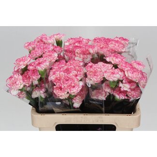 Freshy Oeillet court “Komachi” | Couleur: blanc rosé | Longueur ± 55 centimètres | Par 20 fleurs fraîches