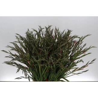 Freshy Gladiolus small “T Charm” | Colour: Pink | Length ± 65 centimetre | Per 50 stems fresh flowers