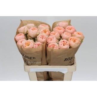 Freshy Rozen “Sweet Harper” | Kleur: Roze | Lengte ± 60 centimeter | Per 10 rozen