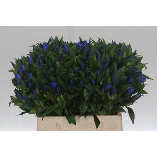 Freshy Gentiana “Kagayaki” | Kleur: Blauw | Lengte ± 40 centimeter | Per 20 verse bloemen