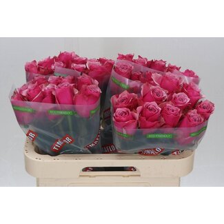 Freshy Roses “Majestic Athena” | Colour: Pink | Length ± 60 centimetre | Per 10 roses