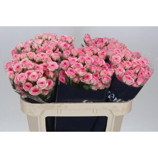 Freshy Dutch Spray Rose “Tralala” | Colour: Pink | Length ± 70 centimetre | Per 10 fresh roses