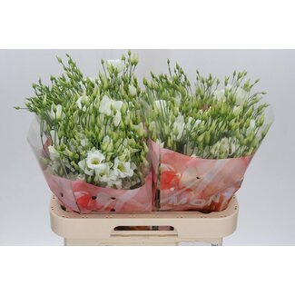Freshy Eustoma Lisianthus à fleur simple “Botanic White” | Couleur: Blanc | Longueur ± 70 centimeter | Par 10 tiges de fleurs fraîches