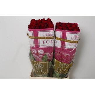 Freshy Großblütige Rose “Explorer” | Farbe: Rot | Länge ± 70 centimeter | Herkunft Ecuador | Pro 25 frische Rosen