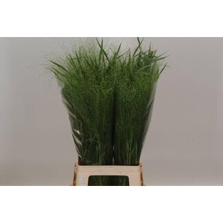 Freshy Panicum Virgatum Pluimgierst “Fontaine” | Couleur: Vert | Longueur ± 75 centimeter | Par 50 tiges
