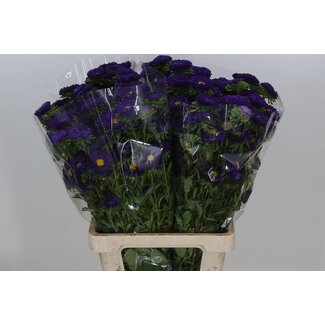 Freshy Callistephus aster d'été “Spray Purple” | Couleur: Violet | Longueur ± 70 centimeter | Par 25 fleurs fraîches