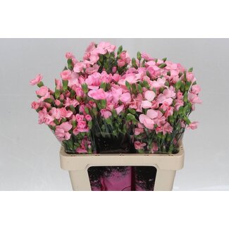 Freshy Single-flowered spray carnation “Solomio Cas” | Colour: Pink | Length ± 60 centimeter | Per 20 fresh flowers