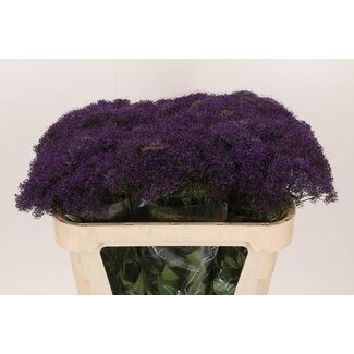 Freshy Trachelium “Pu Lake Michig” | Farbe: Lila | Länge ± 70 centimeter | Pro 20 frische Blumen