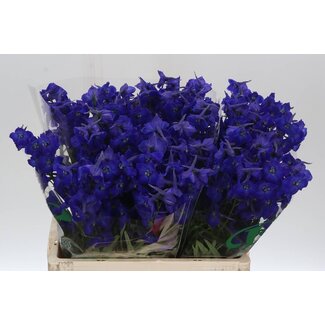 Freshy Delphinium “En Atlantis” | Couleur: Bleu | Longueur ± 60 centimeter | Par 20 tiges de fleurs fraîches