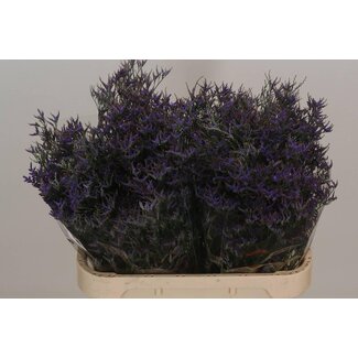 Freshy Limonium Safora “Dark Blue” | Colour: Blue | Length ± 80 centimeter | Per 25 stems fresh flowers