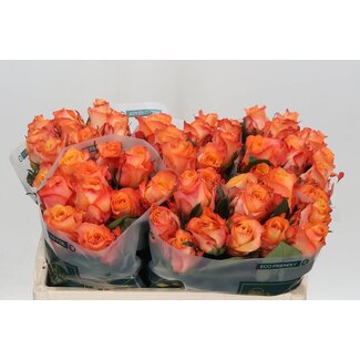 Freshy Roses “Monalisa” | Couleur: Orange | Longueur ± 50 centimètre | Par 20 roses