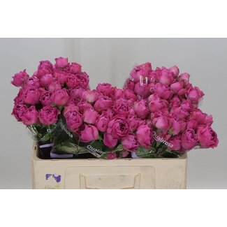 Freshy Hollandse Trosroos “Misty Bubbles” | Kleur: Paars Roze | Lengte ± 50 centimeter | Per 10 verse rozen