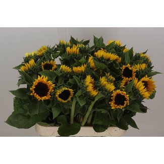 Freshy Helianthus Zonnebloem “Sunrich Orange Bio” | Kleur: Geel | Lengte ± 80 centimeter | Per 10 verse bloemen