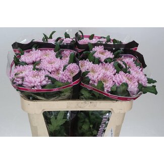 Freshy Deco Chrysanthemum Chrysanthemum “Rossano” | Colour: Pink | Length ± 70 centimeter | Per 10 fresh flowers