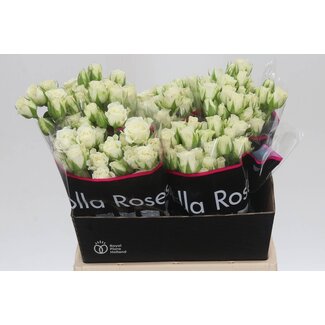 Freshy Rose en bouquet hollandaise “Snowflake” | Couleur: Blanc | Longueur ± 40 centimeter | Par 20 roses fraîches