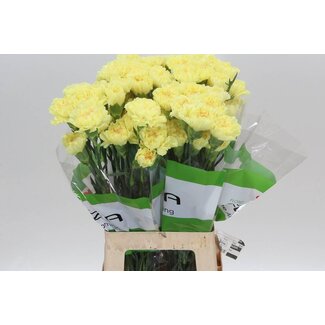 Freshy Long Carnation “Funza Illiad Yellow” | Colour: Yellow | Length ± 70 centimeter | Per 20 fresh flowers
