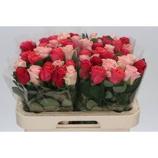 Freshy Rosa Tacazzi Gemengd