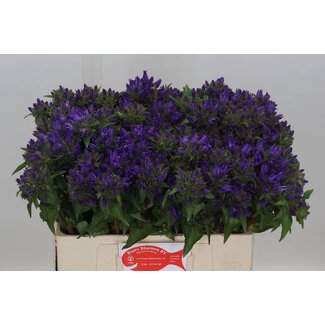 Freshy Campanula Glomerata “Superba” | Couleur: Violet | Longueur ± 55 centimètre | Par 20 fleurs fraîches