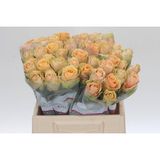 Freshy Roses “Alchemy” | Colour: Orange | Length ± 40 centimetre | Per 20 roses