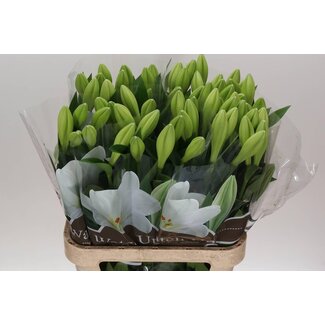 Freshy Lily Longiflorum Aqua “Watch Up” 1 bloom | Colour: White | Length ± 90 centimeter | Per 20 stems fresh flowers