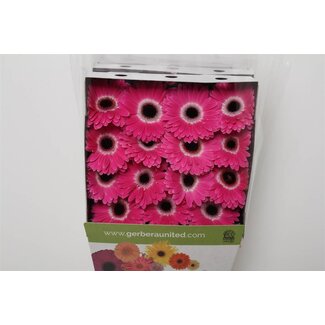 Freshy Gerbera à grandes fleurs Aqua “Cubanita” | Couleur: Rose | Longueur ± 50 centimètre | Par 15 fleurs fraîches