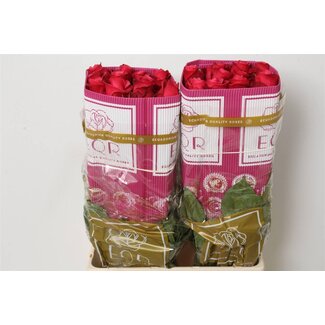 Freshy Large-flowered Rose “Cherry-o” | Colour: Pink | Length ± 60 centimetre | Origin Ecuador | Per 25 fresh roses