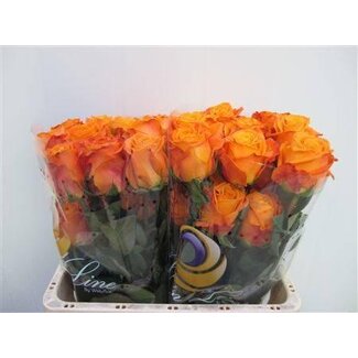 Freshy Large-flowered Rose “Nexus” | Colour: Orange-yellow | Length ± 50 centimetre | Per 25 fresh roses