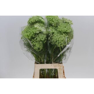 Freshy Dille | Kleur: Wit | Lengte ± 70 centimeter | Per 25 verse bloemen