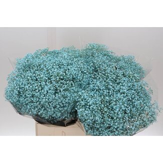Freshy Gypsophila Baby's breath “Million“ Colour-treated | Colour: Light Blue | Length ± 60 centimetre | Per 25 stems fresh flowers