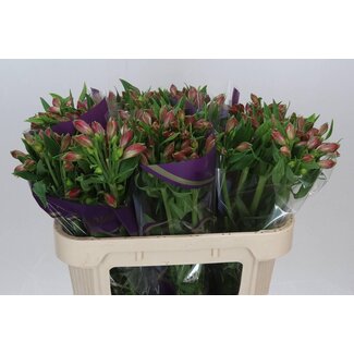 Freshy Alstroemeria “Bubblicious” | Couleur: Rose | Longueur ± 70 centimeter | Par 10 tiges de fleurs fraîches