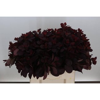 Freshy Cotinus Smoke Tree “Royal Purple” | Colour: Green | Length ± 60 centimeter | Per 25 stems
