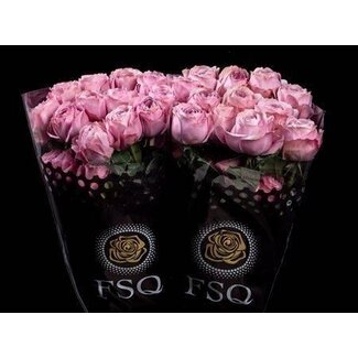 Freshy Roses “Gar Peonikiss” | Colour: Purple-pink | Length ± 50 centimetre | Per 24 roses