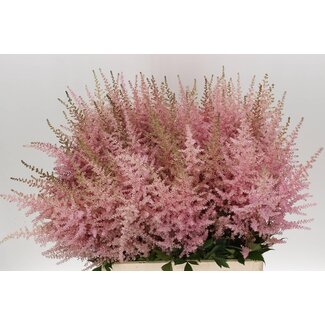 Freshy Astilbe Arendsii “Erika” | Colour: Pink | Length ± 70 centimetre | Per 10 stems fresh flowers