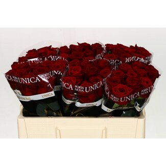 Freshy Roses “Red Naomi Unica” | Colour: Red | Length ± 50 centimetre | Per 10 roses