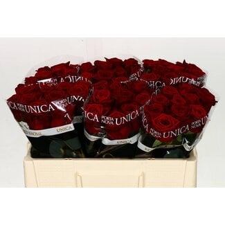 Freshy Rozen “Red Naomi Unica” | Kleur: Rood | Lengte ± 50 centimeter | Per 10 rozen