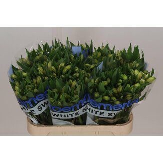 Freshy Alstroemeria “White Swan” | Farbe: Weiß | Länge ± 75 centimeter | Pro 10 Stiele frische Blumen