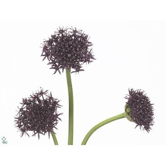 Freshy Allium Sierui “Atropurpureum” | Kleur: Rood | Lengte ± 70 centimeter | Per 10 stelen verse bloemen