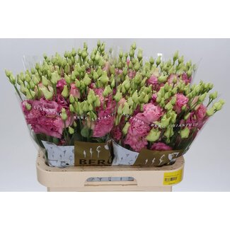 Freshy Eustoma Lisianthus Gevuld “Alissa Rose Pink” | Kleur: Roze | Lengte ± 70 centimeter | Per 10 stelen verse bloemen