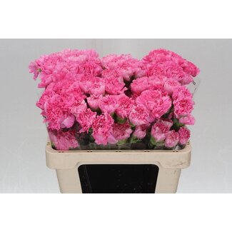 Freshy Korte Anjer “Tonic Golem” | Kleur: Roze | Lengte ± 55 centimeter | Per 20 verse bloemen