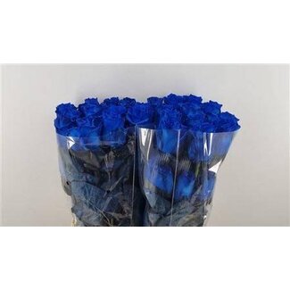 Freshy Large-flowered Rose “Mondial Blue” | Colour: Blue | Length ± 60 centimeter | Per 25 fresh roses