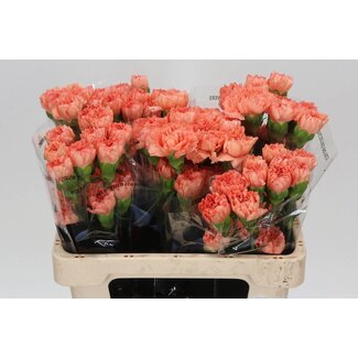 Freshy Short Carnation “Megan” | Colour: Orange | Length ± 55 centimetre | Per 20 fresh flowers
