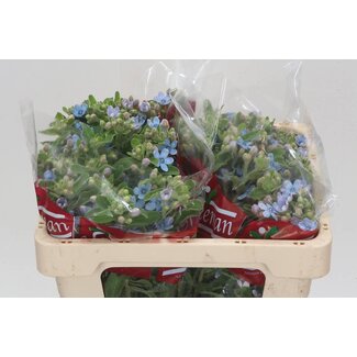 Freshy Oxy Co Tanacetum Pure Blue