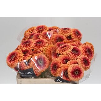 Freshy Germini Aqua “Pom Beaker” | Colour: Orange | Length ± 50 centimetre | Per 20 fresh flowers
