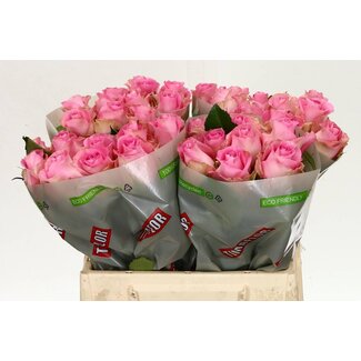 Freshy Roses “Revival” | Couleur: rose | Longueur ± 40 centimètre | Par 20 roses
