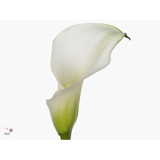 Freshy Zantedeschia Calla “Crystal Blush” à fleurs doubles | Couleur: Blanc | Longueur ± 55 centimeter | Par 10 fleurs fraîches